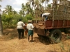 coconut-farm-2