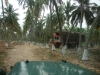 coconut-farm